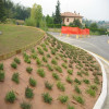 Geotekstilė DuPont Plantex® Gold 1x100 m (125 g/m2)