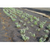 Geotekstilė DuPont Plantex® 1x50 m (68 g/m2)